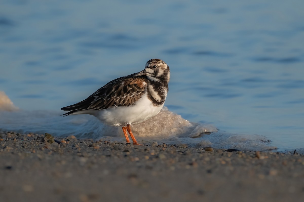 Ruddy Turnstone - P Carl