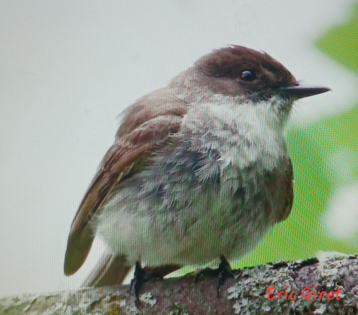 Eastern Phoebe - Éric giret