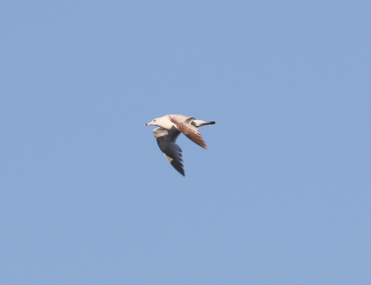 Ring-billed Gull - Andrew Vallely