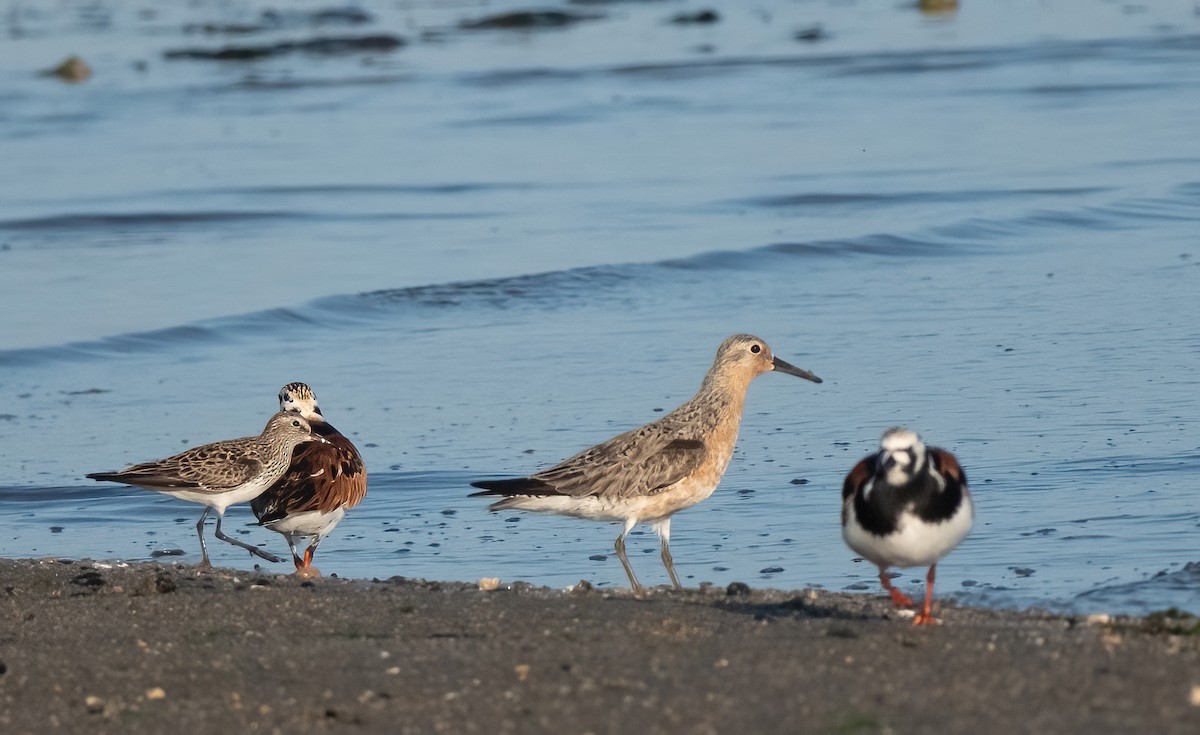 Red Knot - P Carl