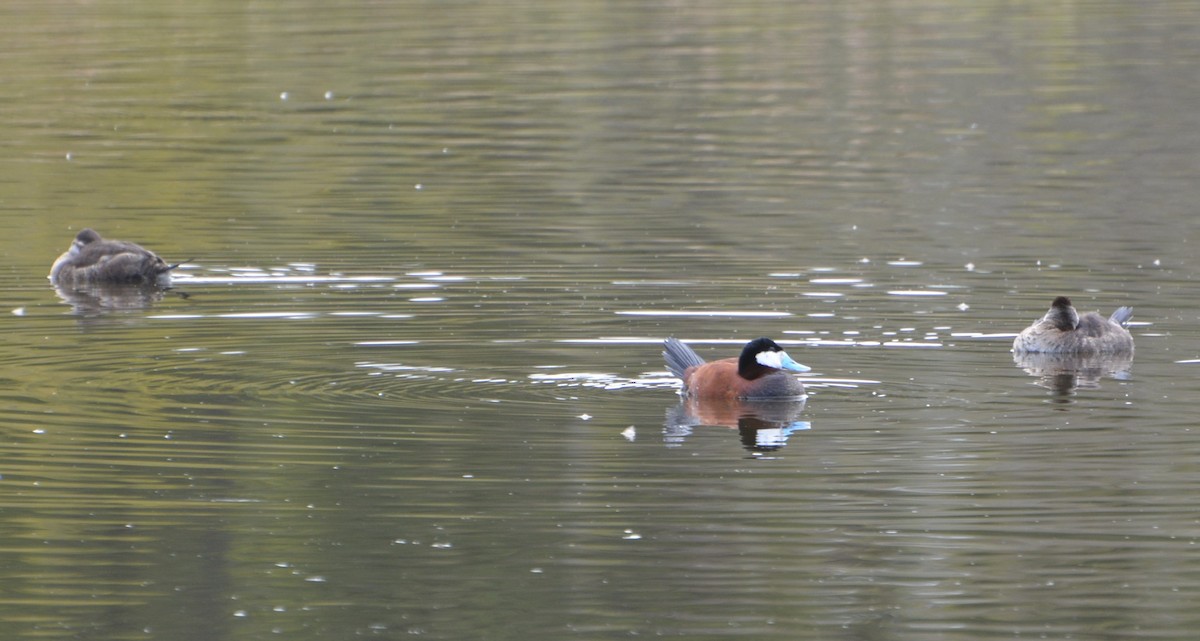 Ruddy Duck - ML619531811