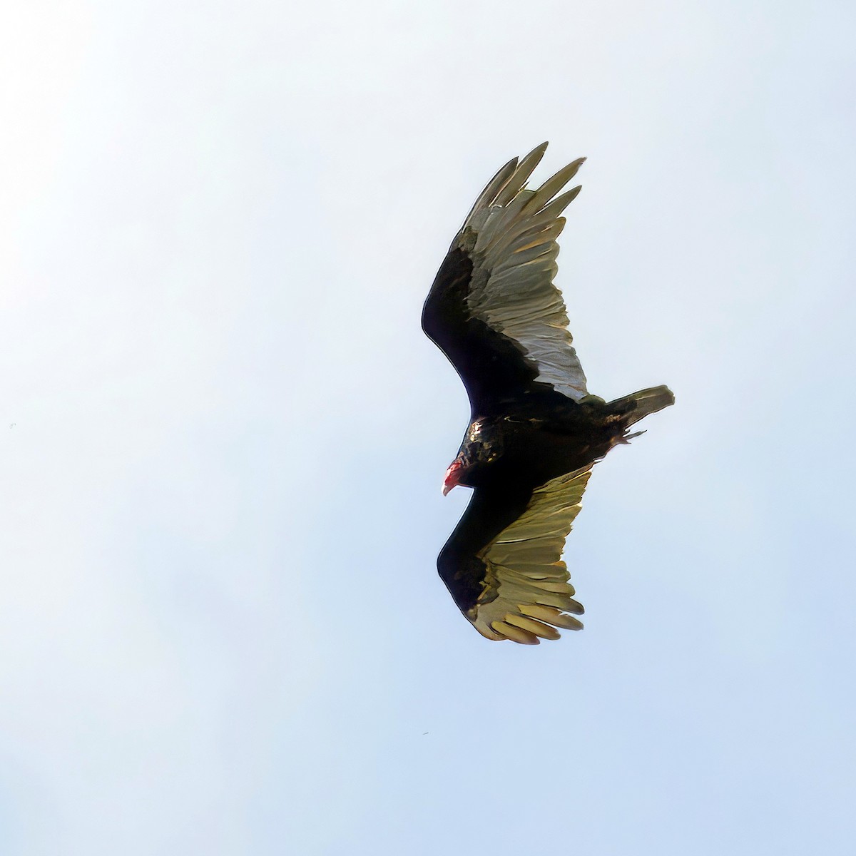 Turkey Vulture - Thomas Burns