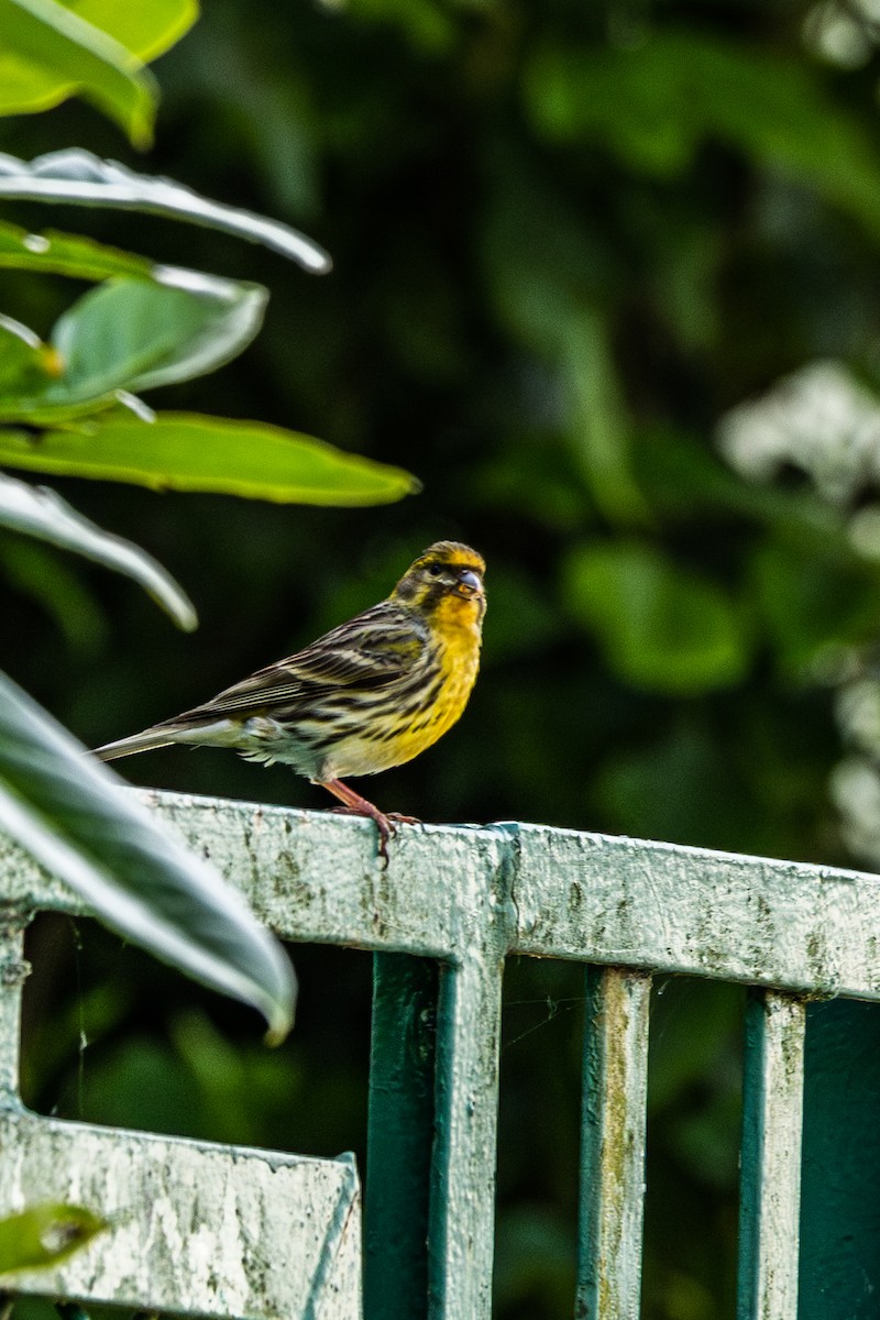 European Serin - Shrikant Vichare