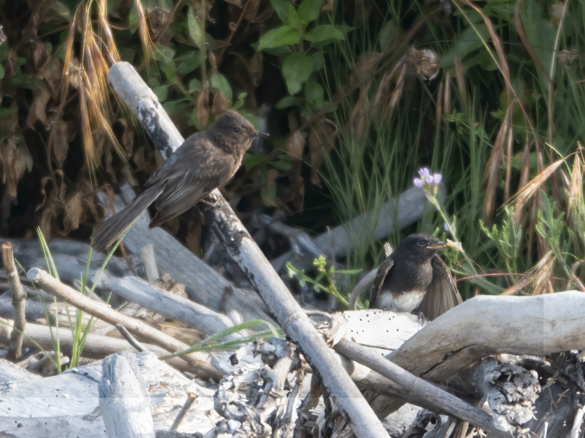 Black Phoebe - ML619531820