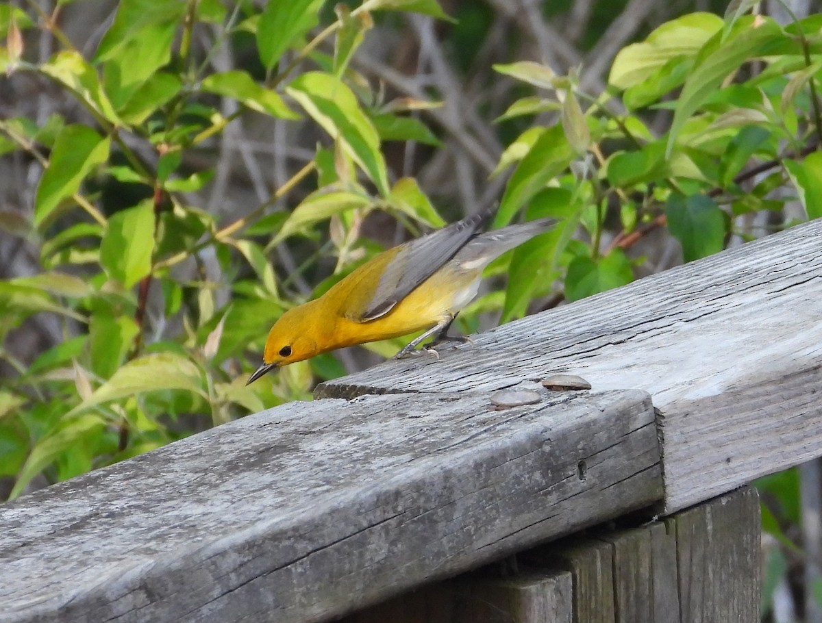 Prothonotary Warbler - Jeff Miller