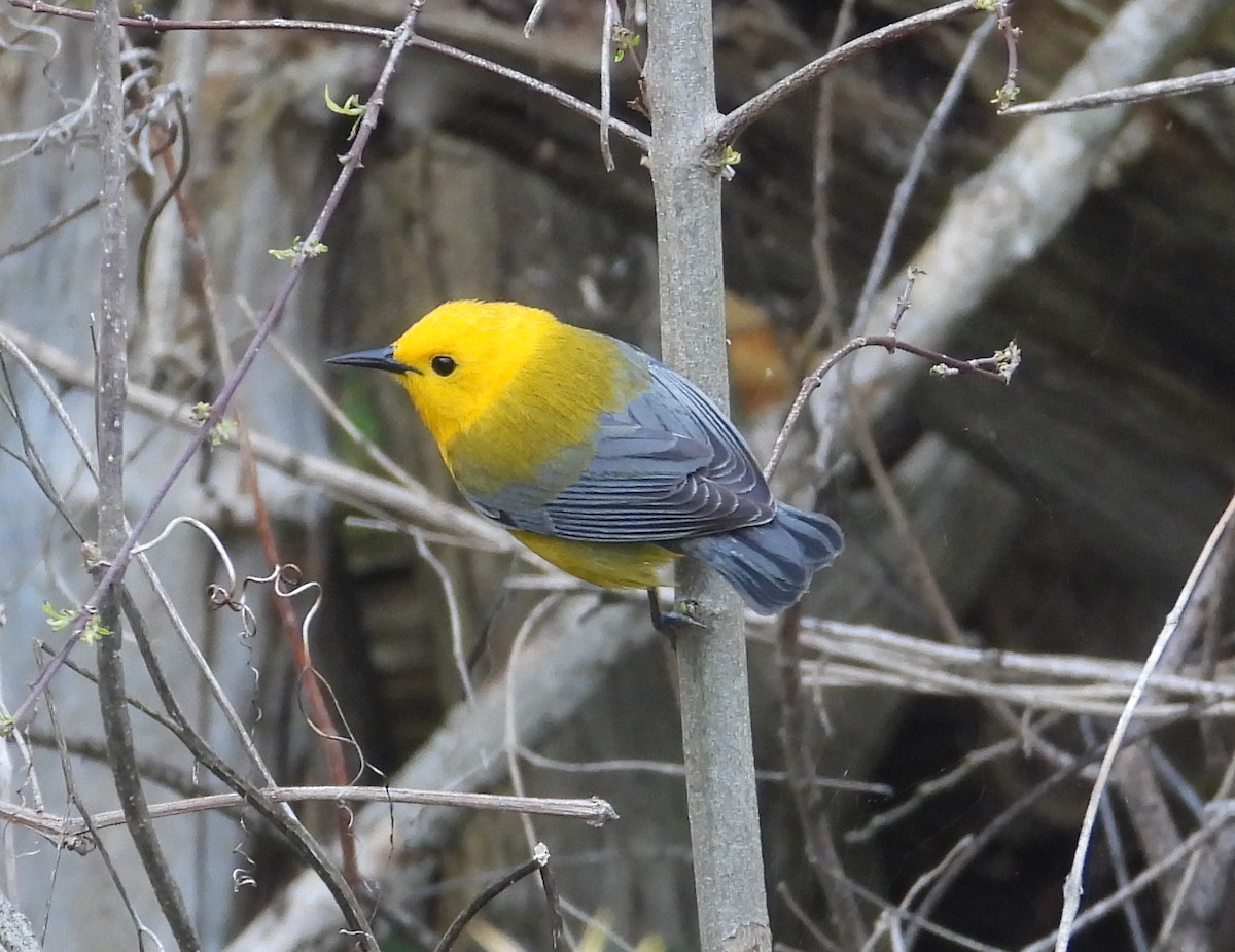 Prothonotary Warbler - Jeff Miller