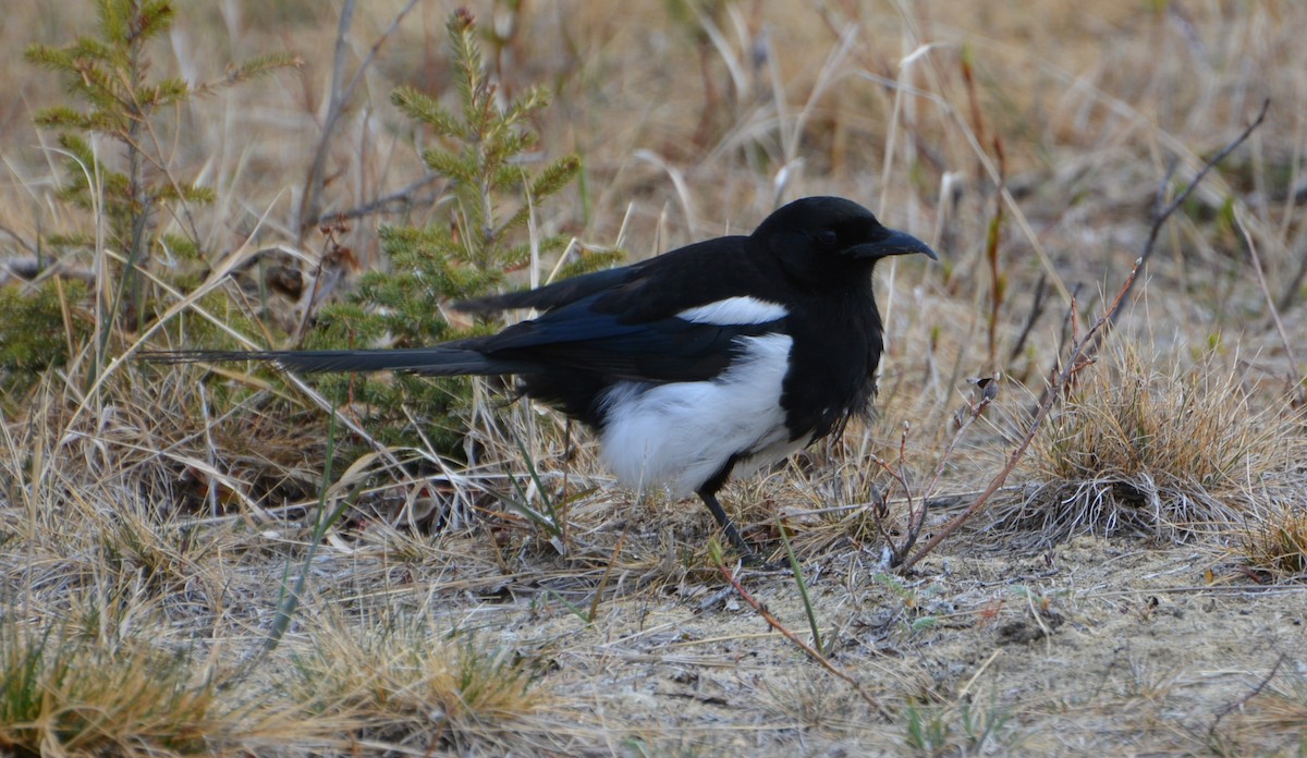 Black-billed Magpie - ML619531824