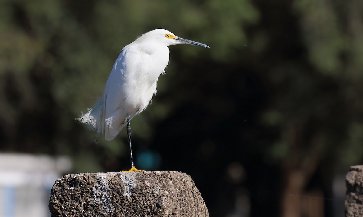 Snowy Egret - Adrián Braidotti