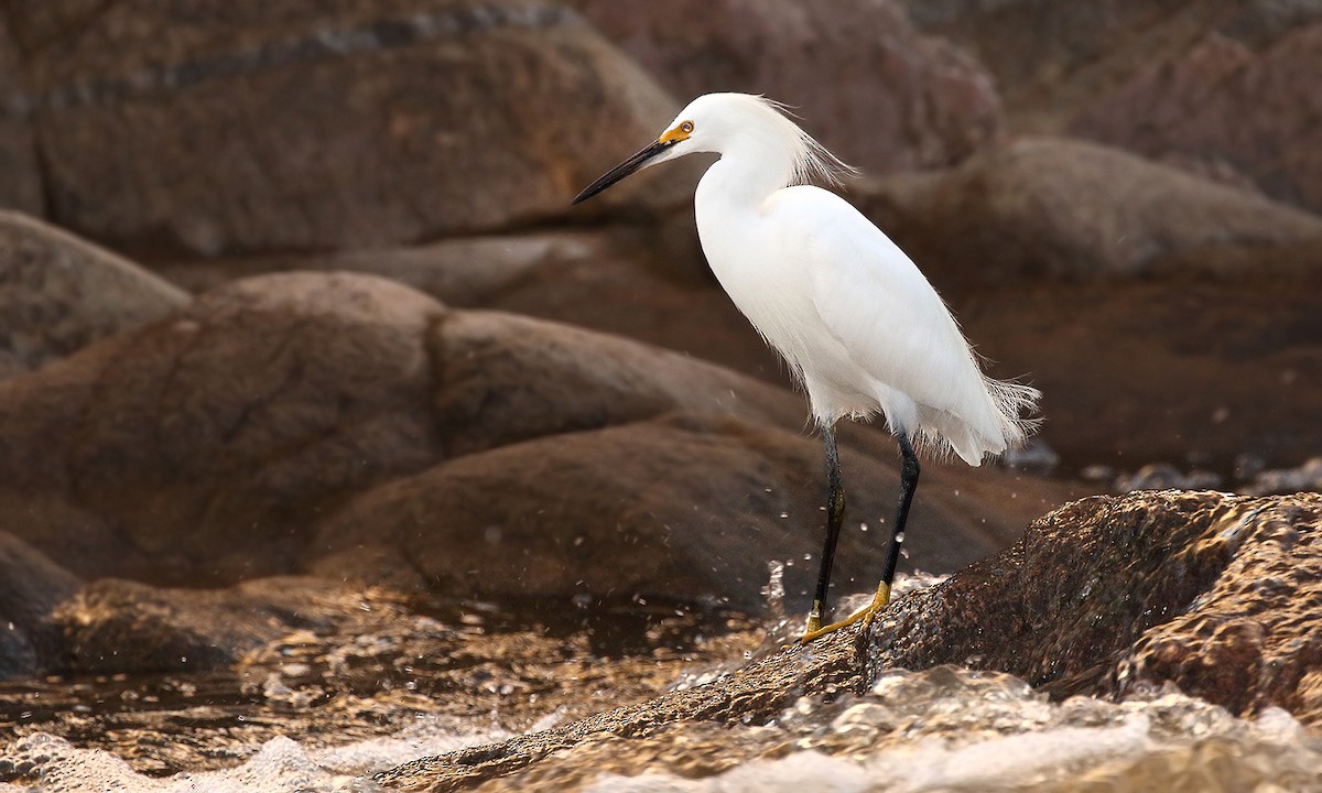 Snowy Egret - Adrián Braidotti