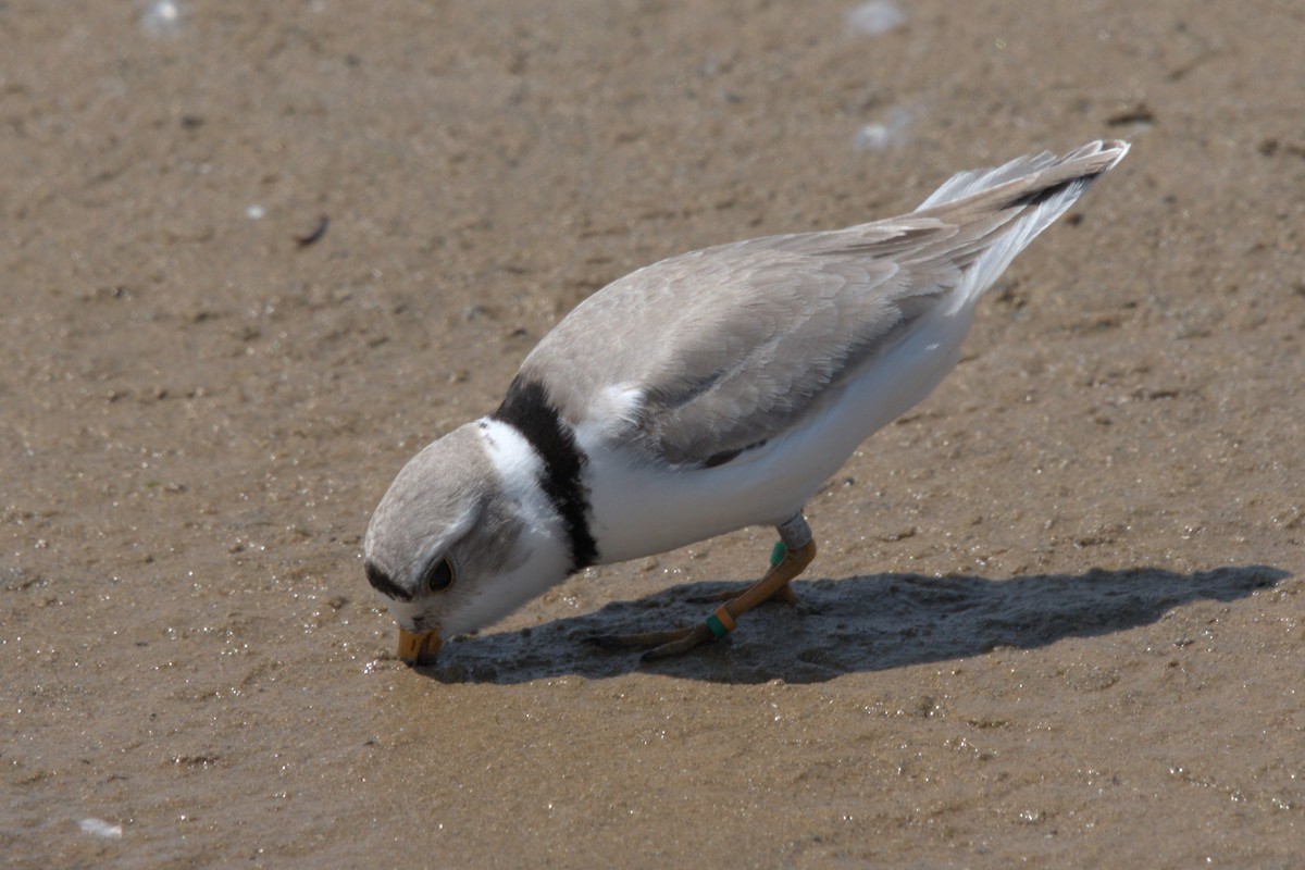 Piping Plover - Sean McCann