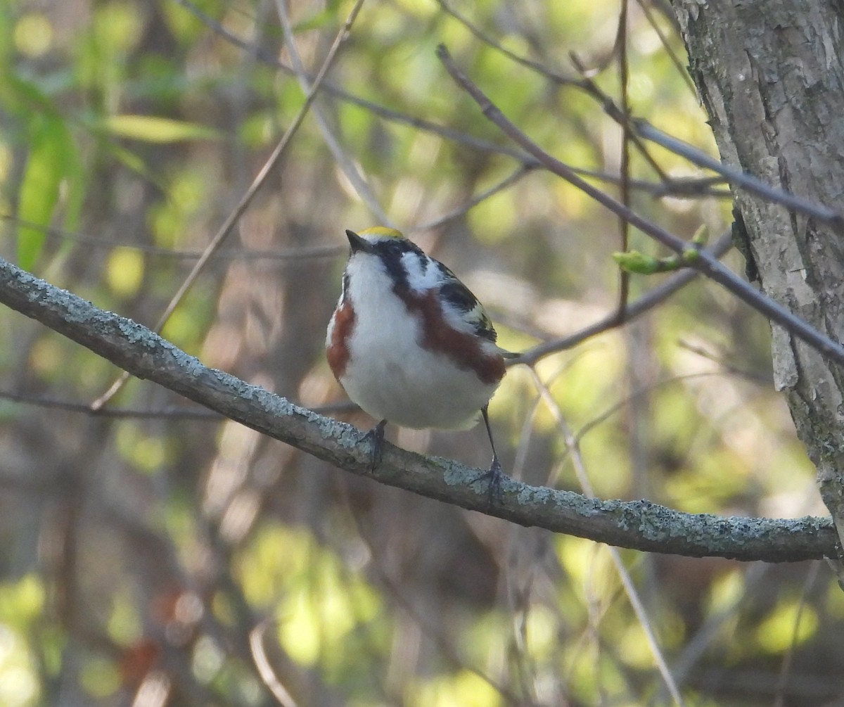 Chestnut-sided Warbler - ML619531837