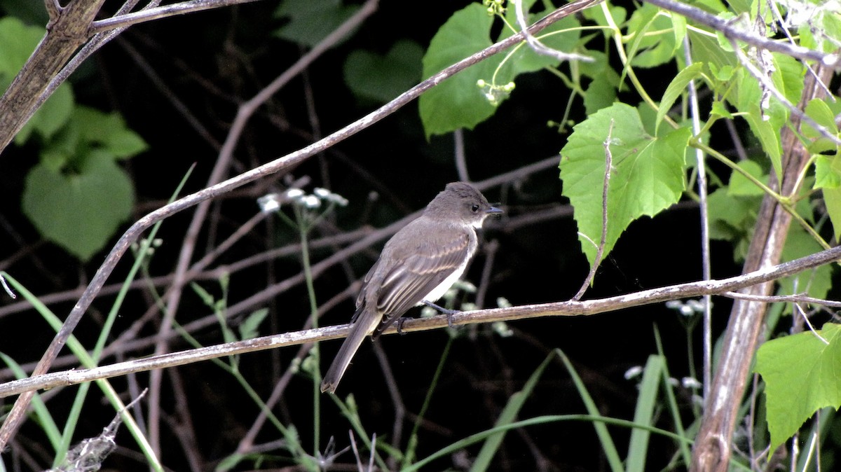 Eastern Phoebe - Sheila Sawyer