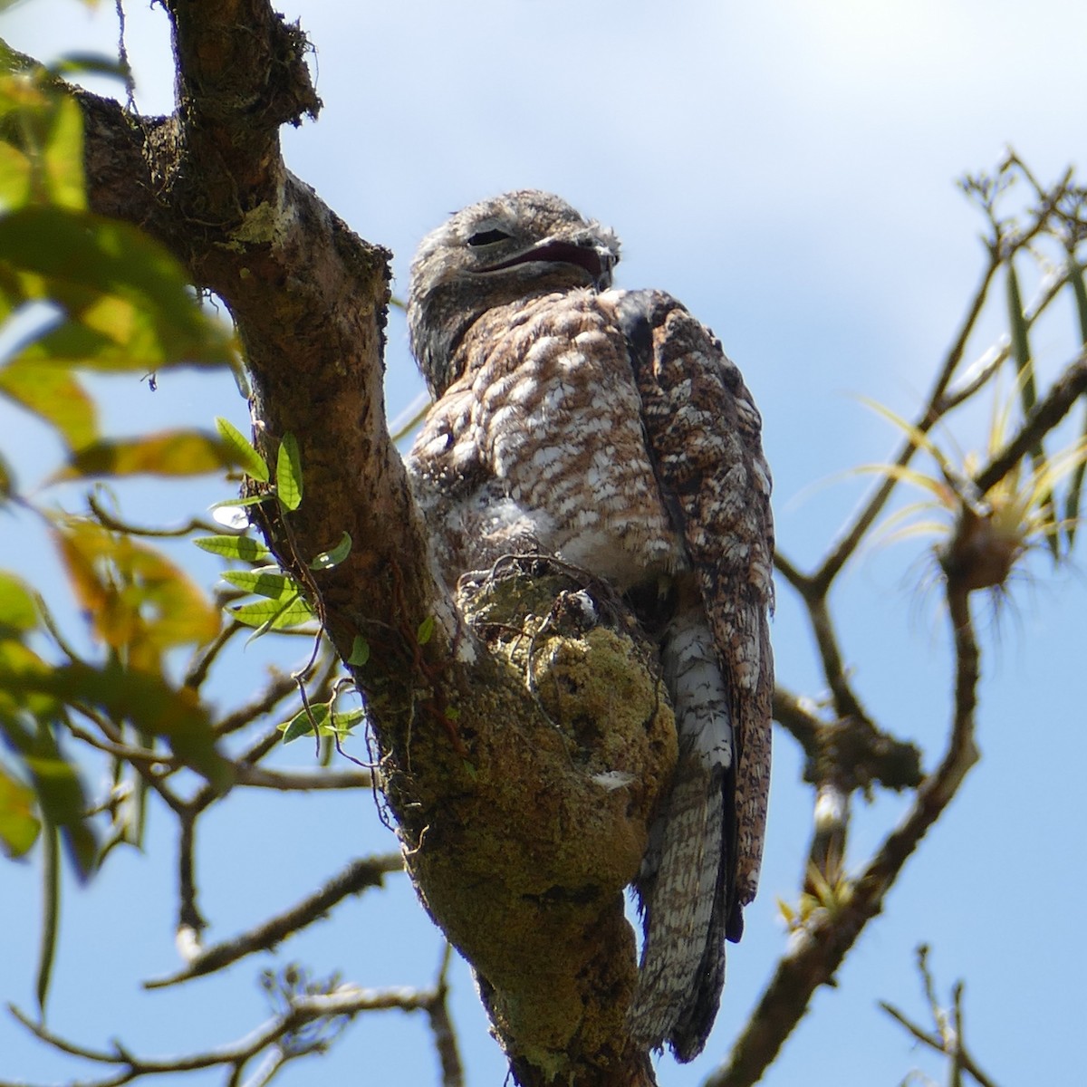 Great Potoo - Ulrike Schmölzer