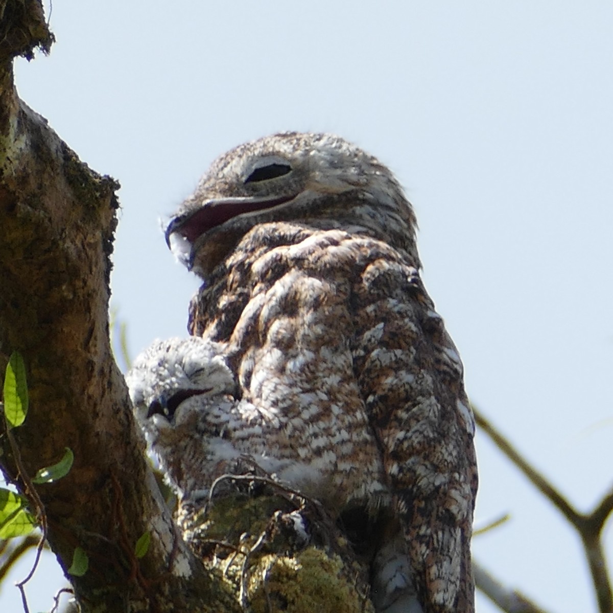 Great Potoo - Ulrike Schmölzer