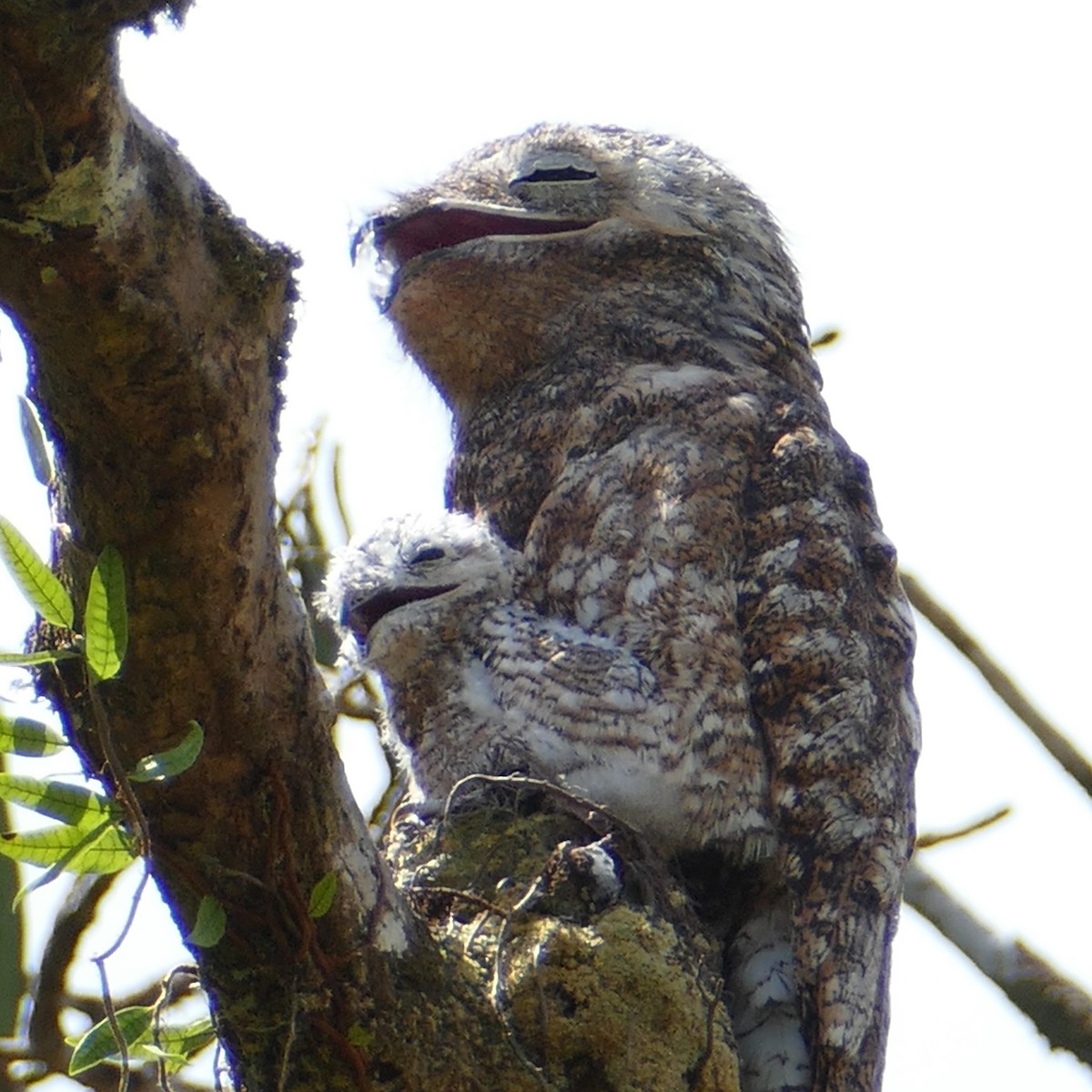 Great Potoo - Ulrike Schmölzer