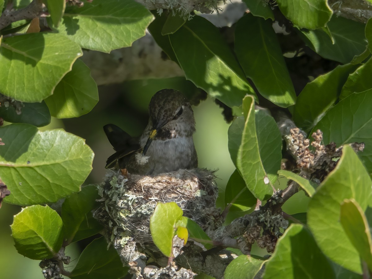 Anna's Hummingbird - ML619531843