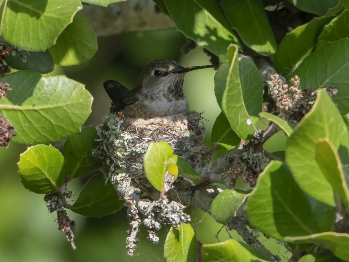 Anna's Hummingbird - ML619531844