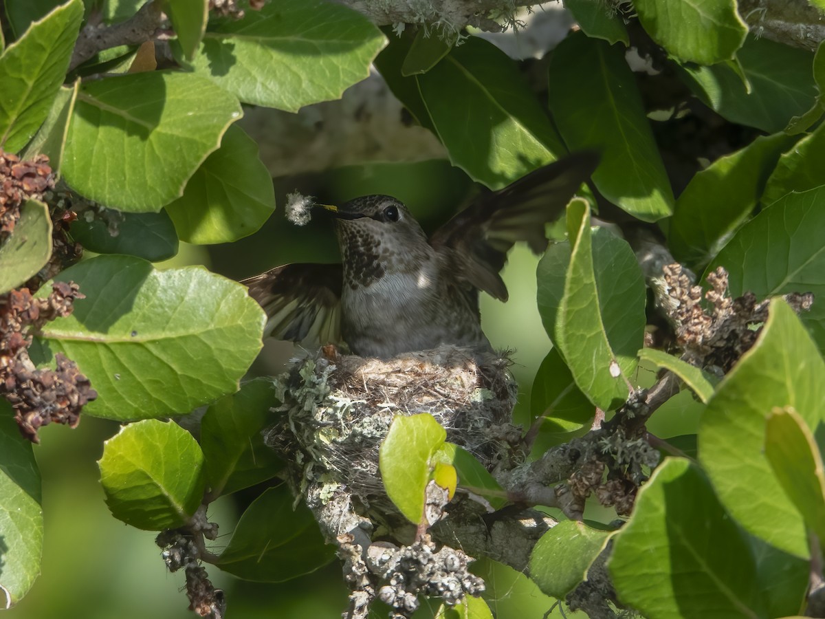 Anna's Hummingbird - ML619531845