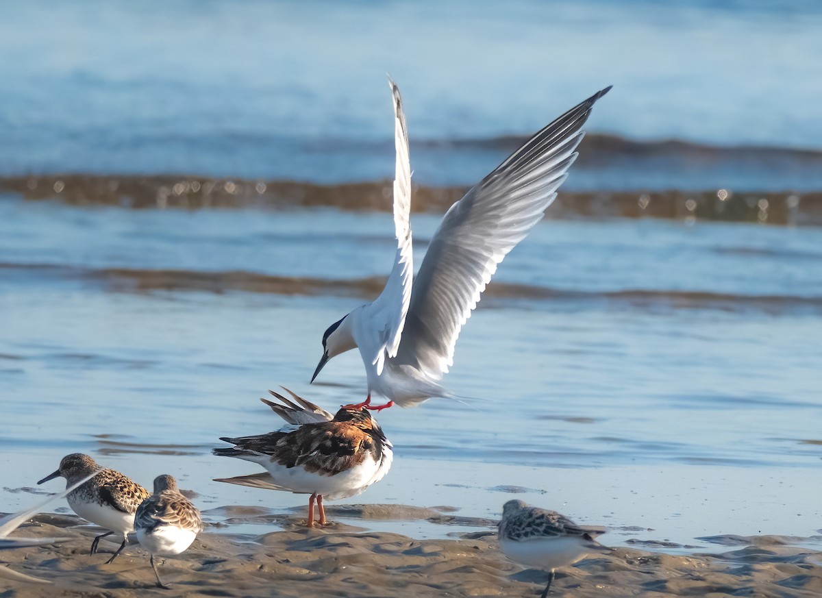 Roseate Tern - P Carl