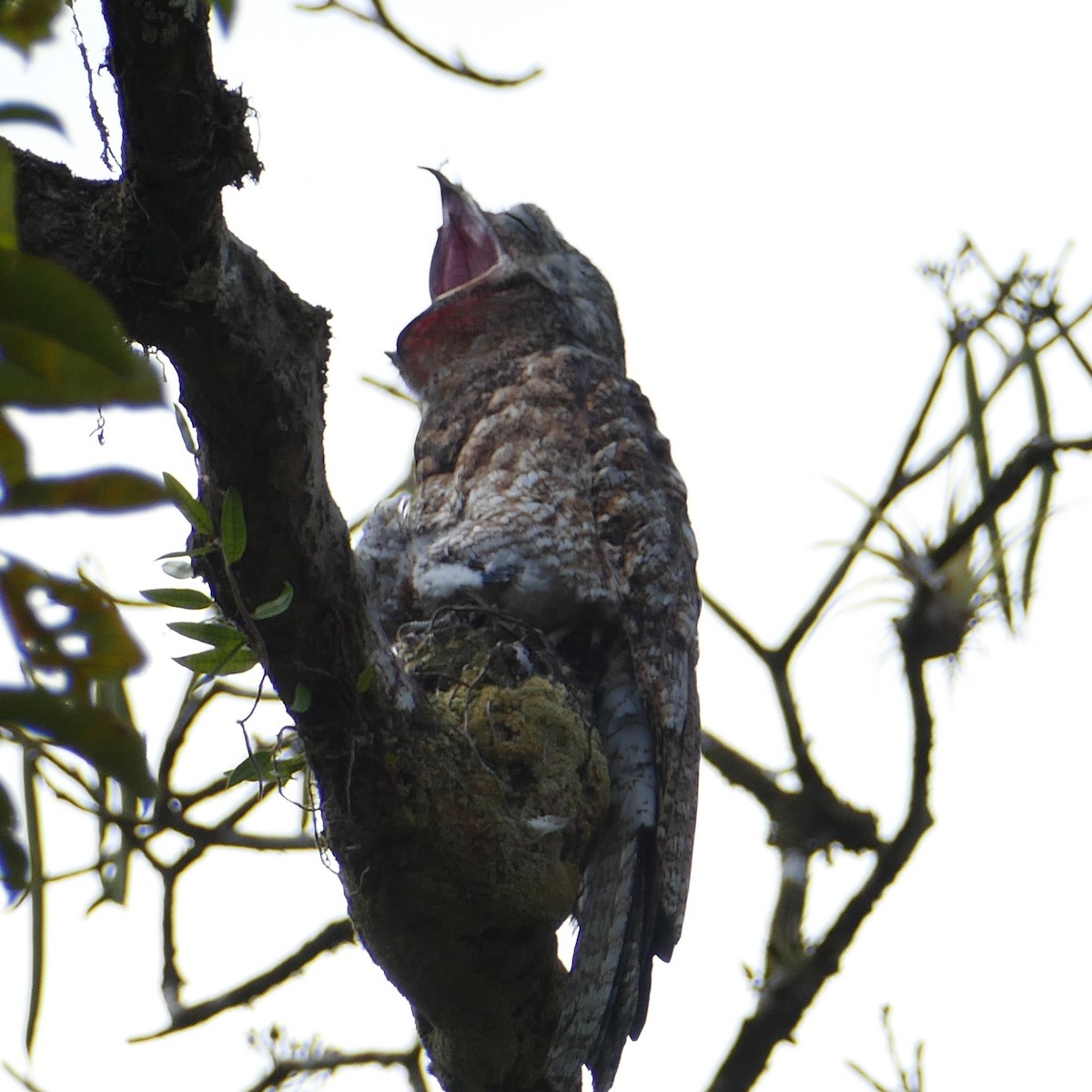 Great Potoo - Ulrike Schmölzer