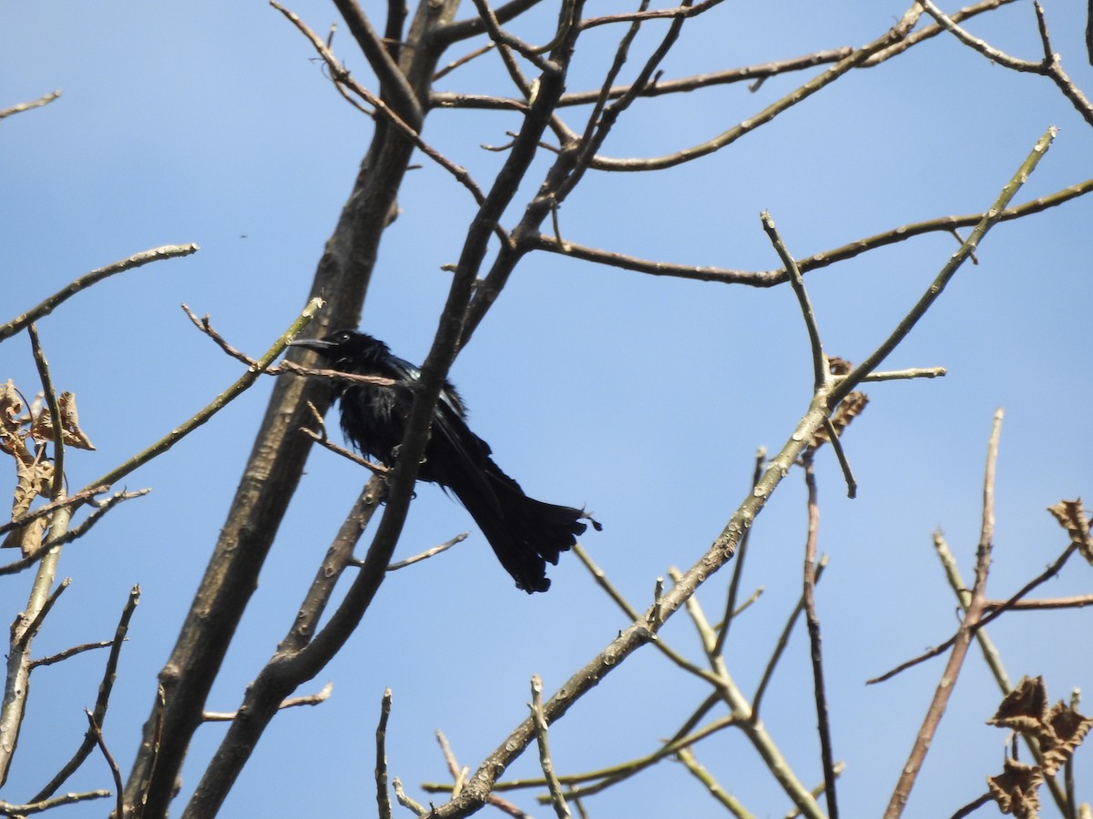 Hair-crested Drongo - Selvaganesh K