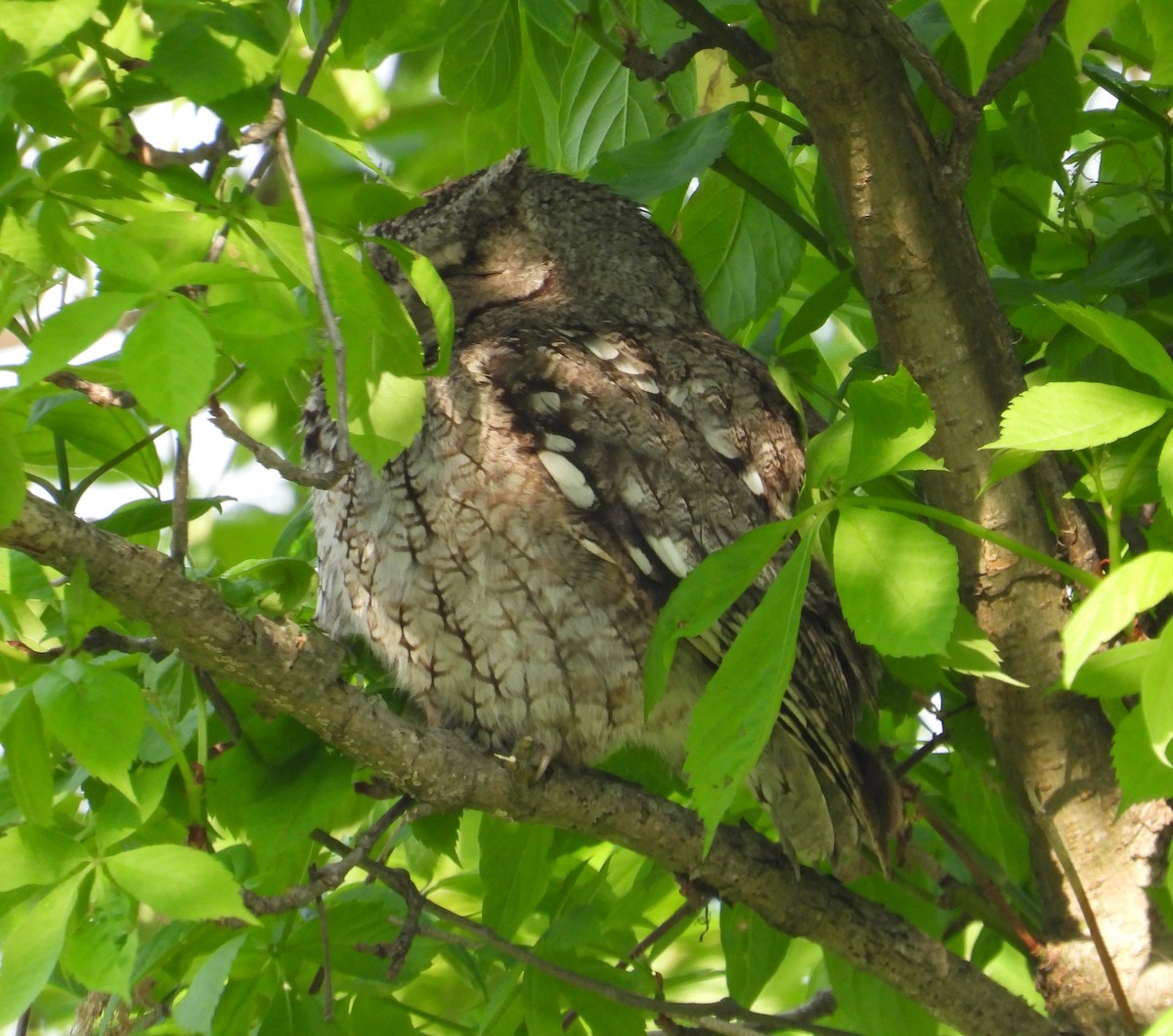 Eastern Screech-Owl - Jeff Miller