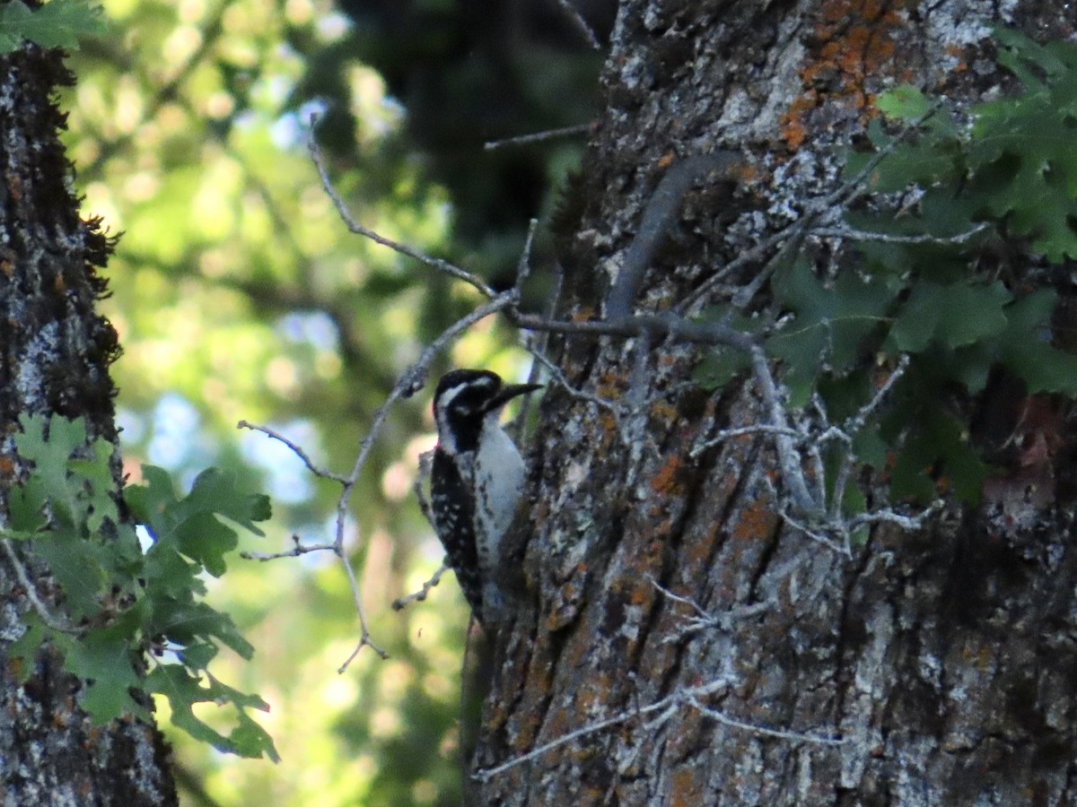 Nuttall's Woodpecker - Sara Griesemer