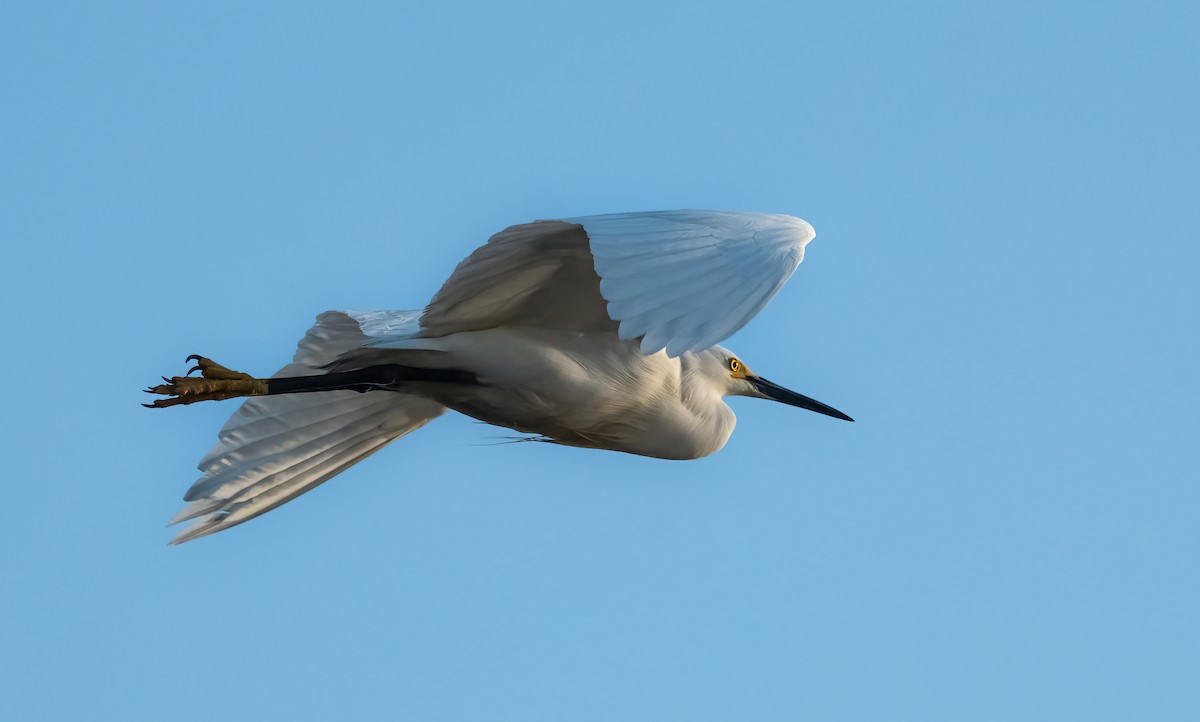 Snowy Egret - P Carl