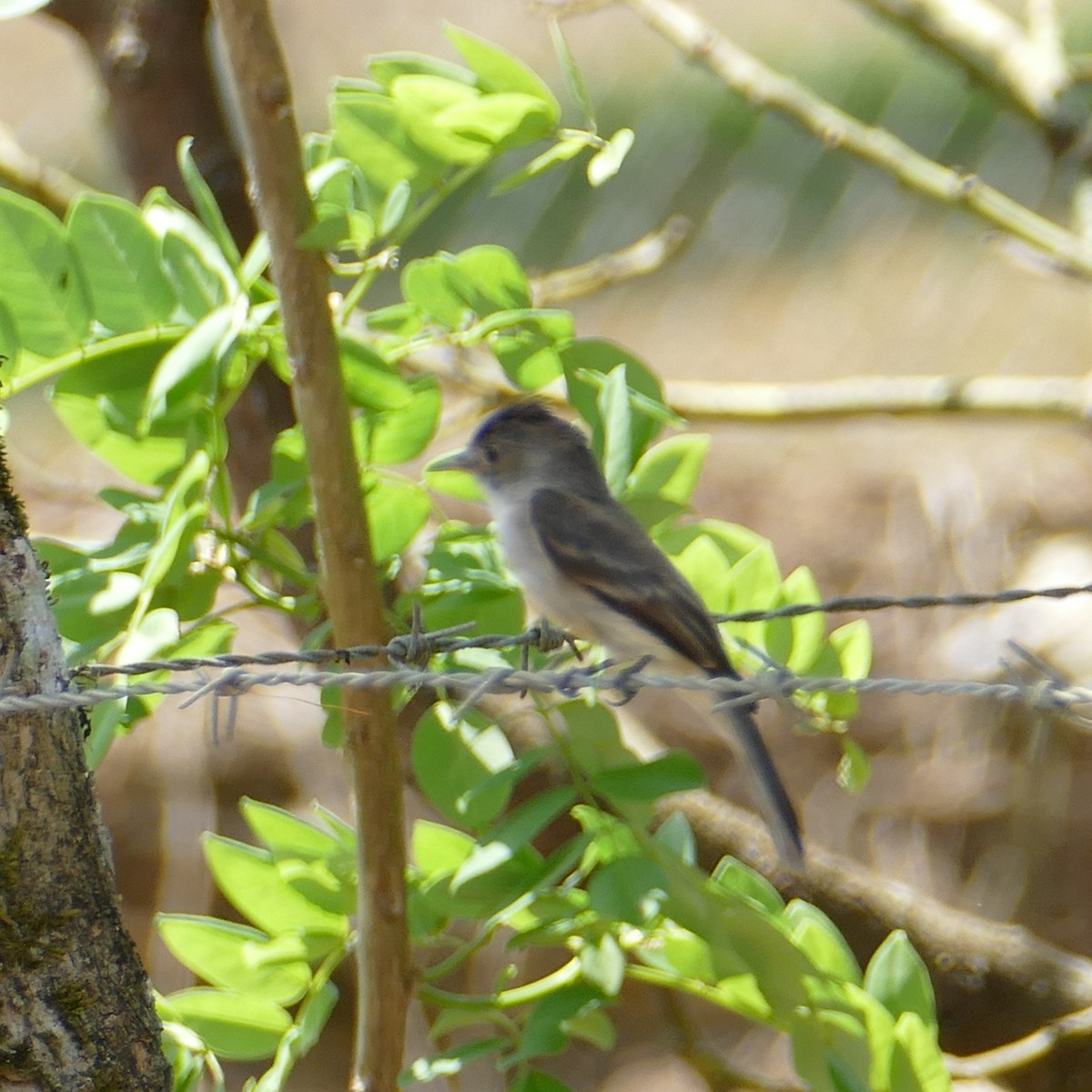 Northern Tropical Pewee - Ulrike Schmölzer