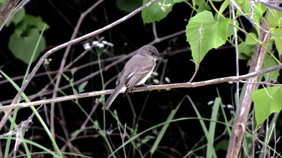 Eastern Phoebe - Sheila Sawyer