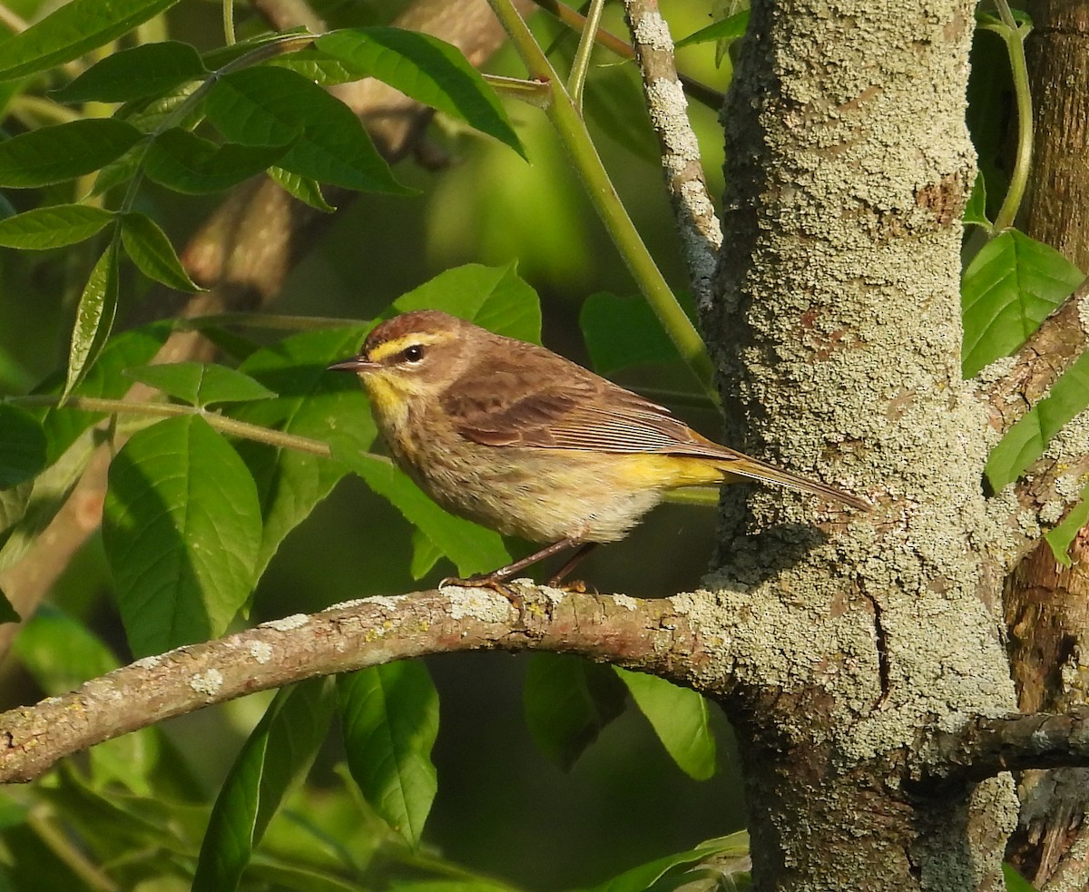 Palm Warbler - Jeff Miller