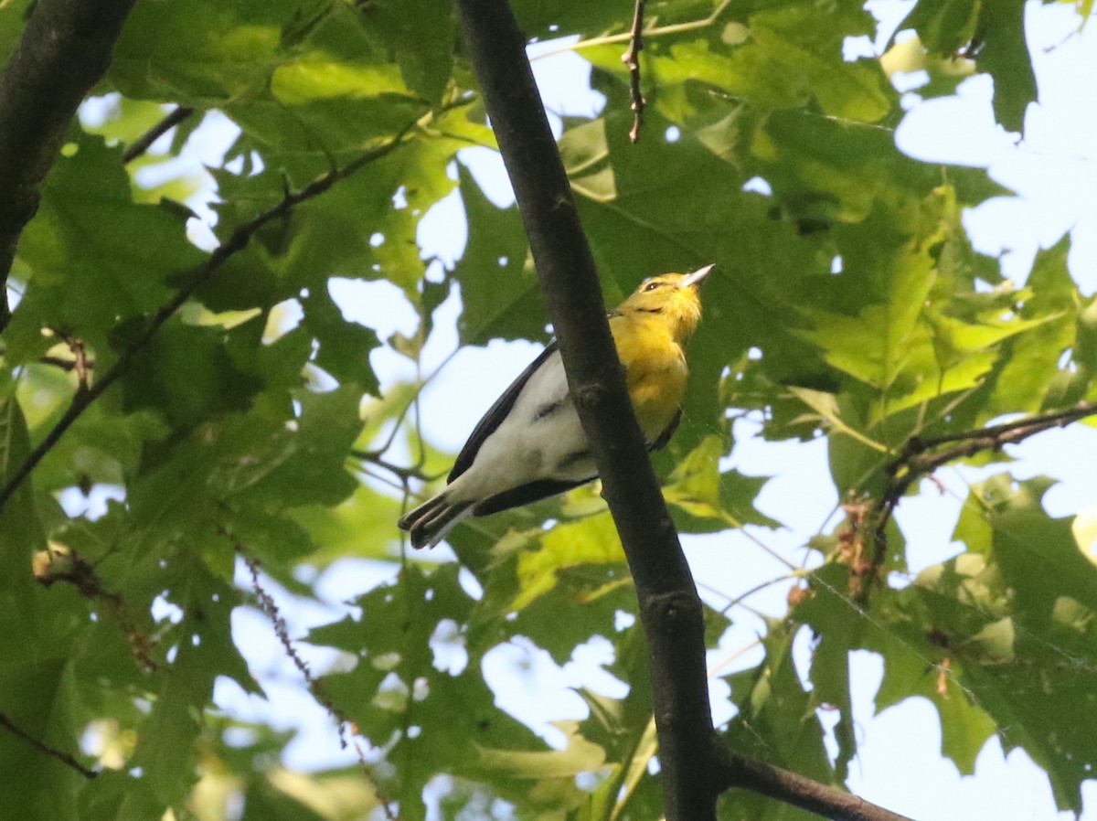 Yellow-throated Vireo - ML619531868