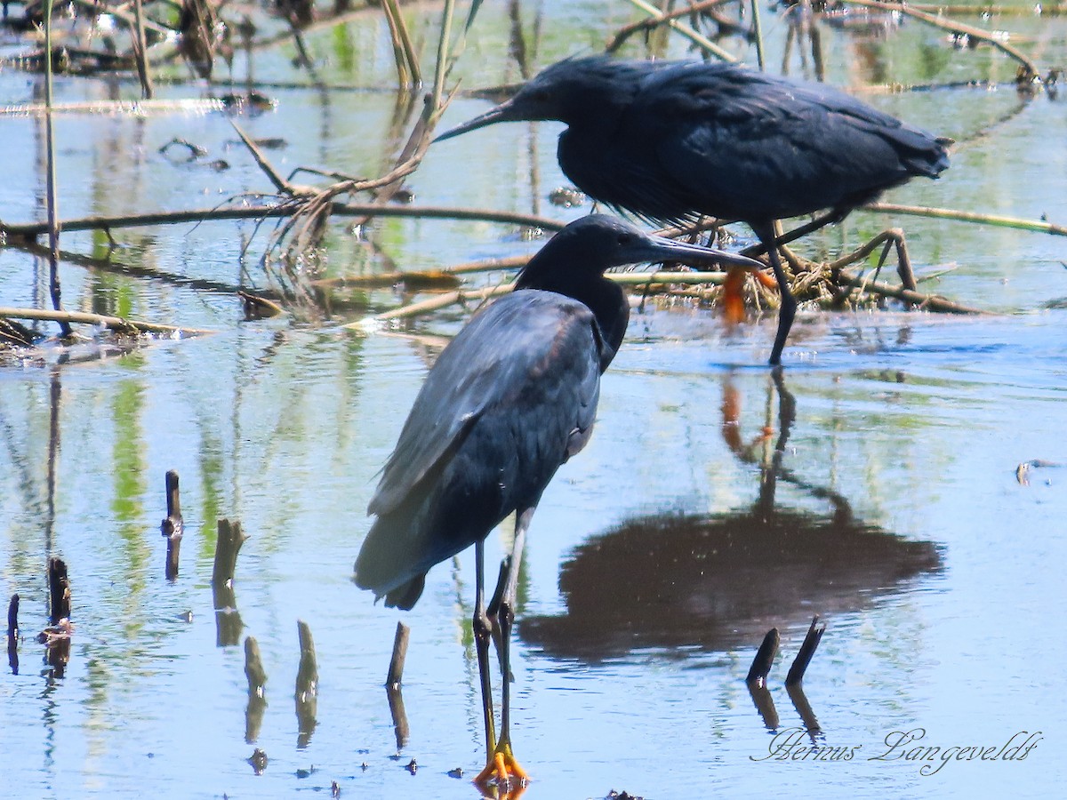 Black Heron - Hernus Langeveldt