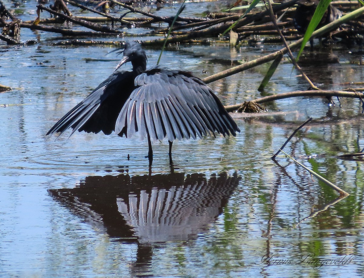 Black Heron - Hernus Langeveldt