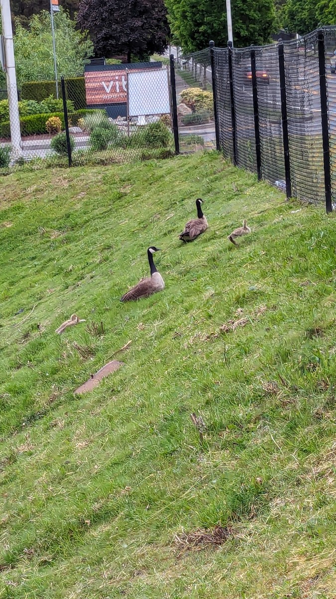 Canada Goose - Anonymous