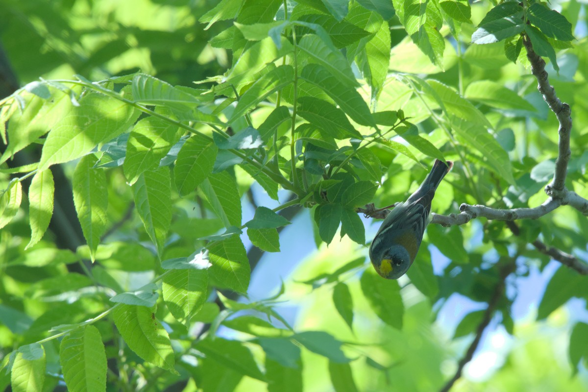 Northern Parula - Sean McCann