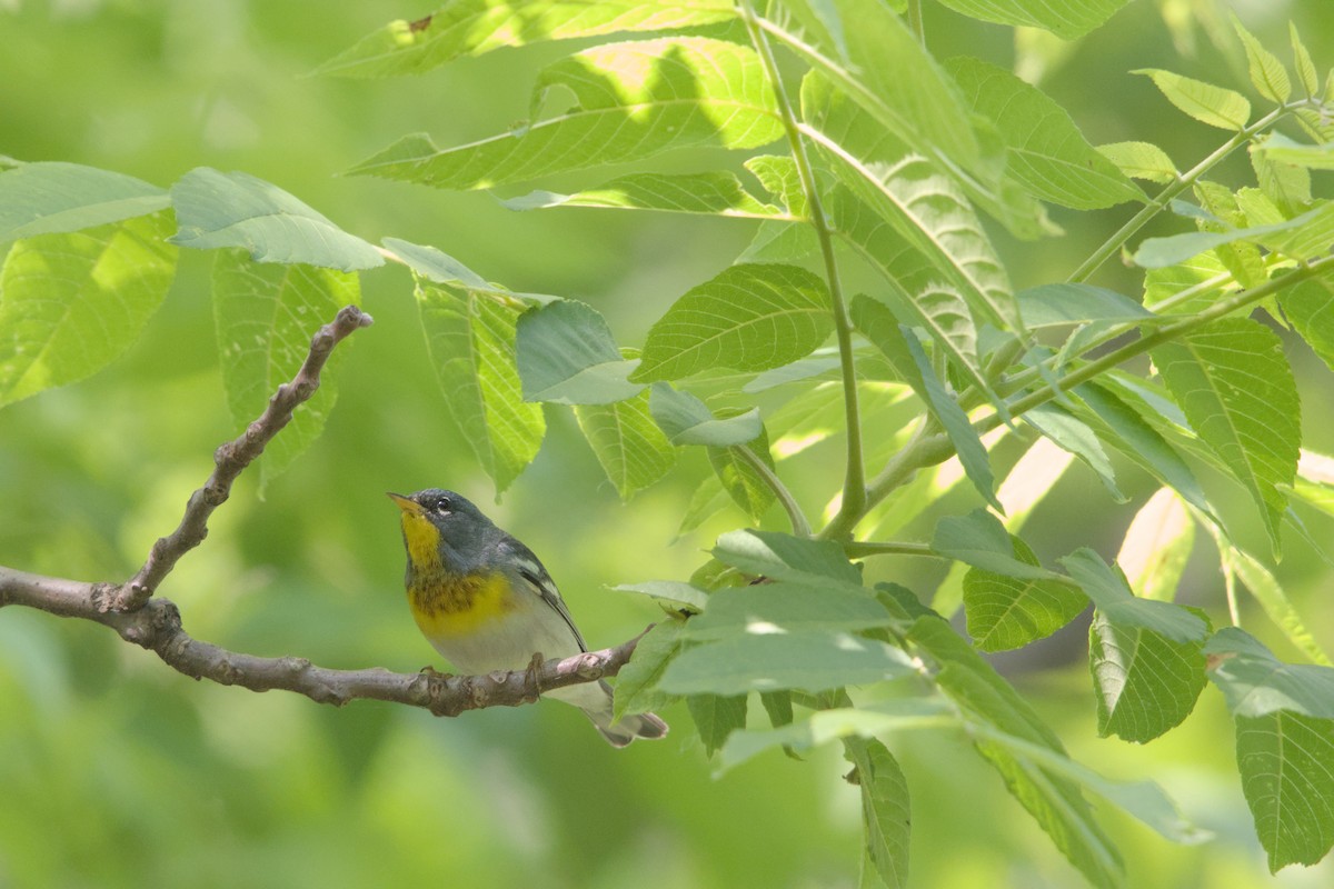 Northern Parula - Sean McCann