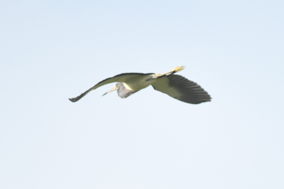 Tricolored Heron - jianping dong