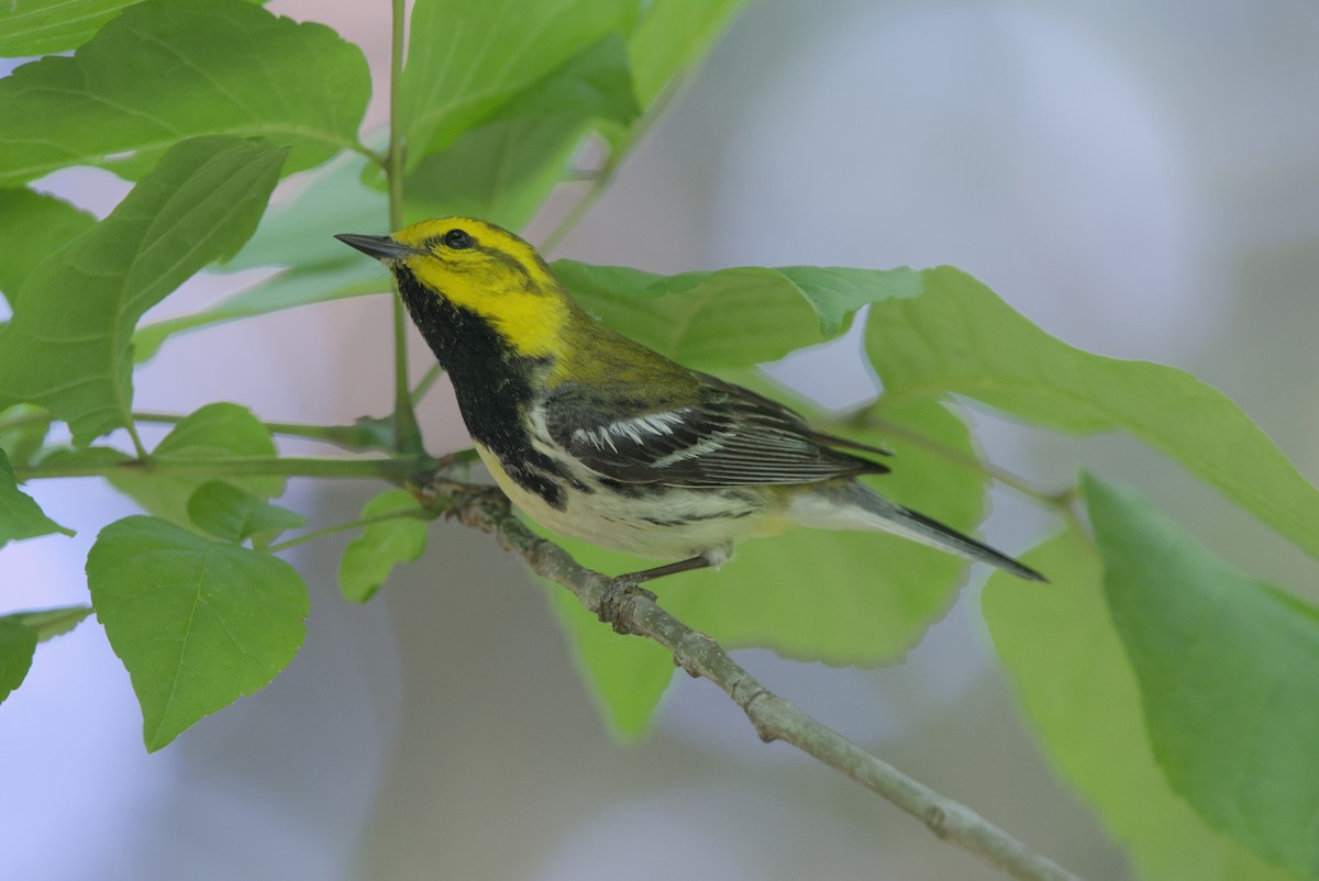 Black-throated Green Warbler - Sean McCann