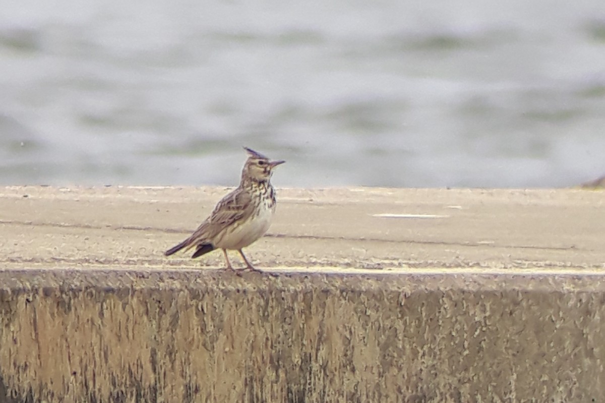 Crested Lark - Jakub Szuksztul