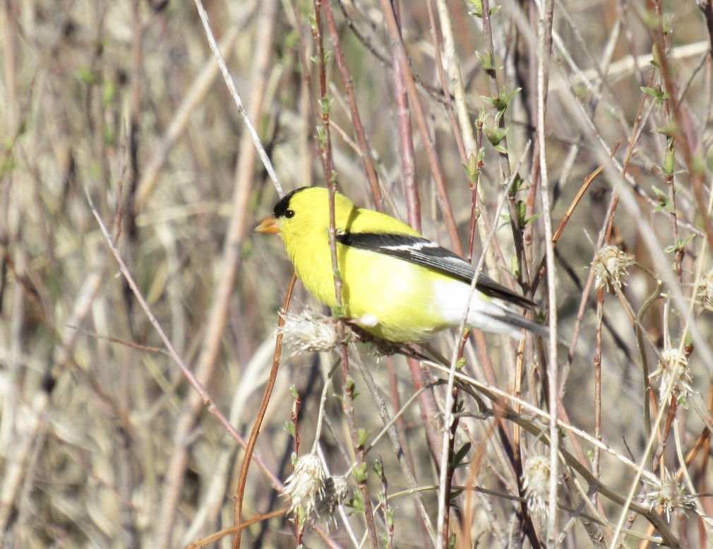 American Goldfinch - Laurel Armstrong