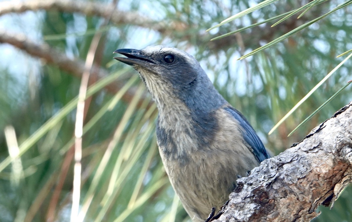 Florida Scrub-Jay - Alena Capek