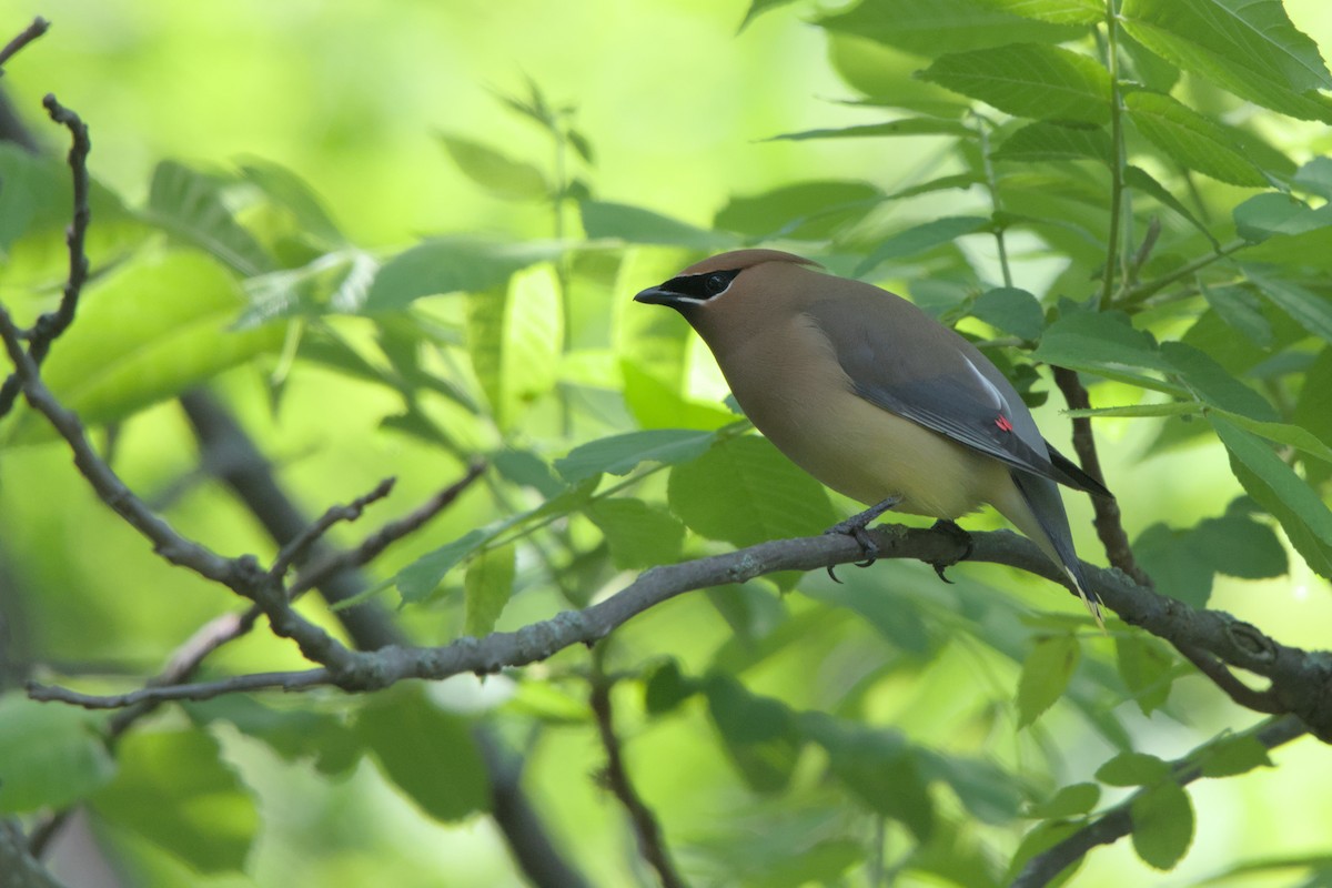 Cedar Waxwing - ML619531907