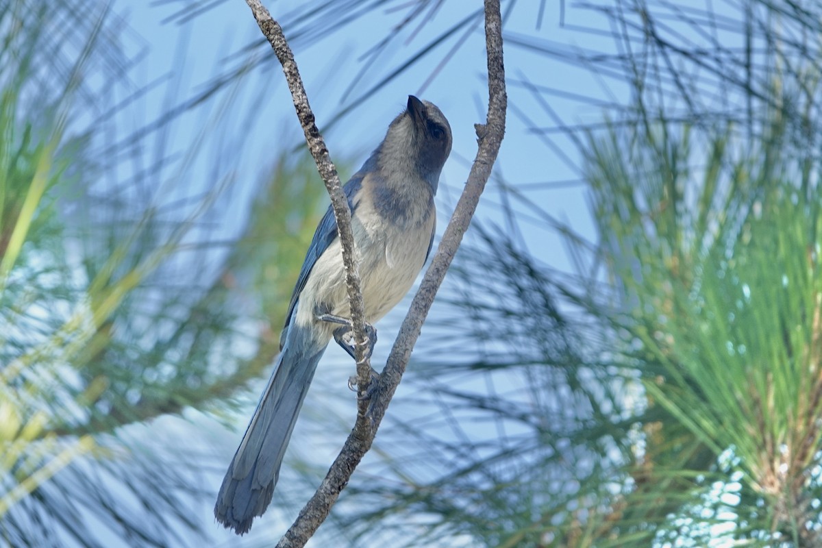 Florida Scrub-Jay - Alena Capek