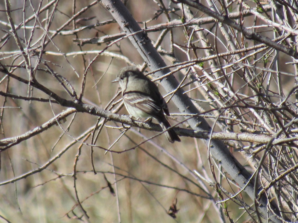 Gray Flycatcher - ML619531917