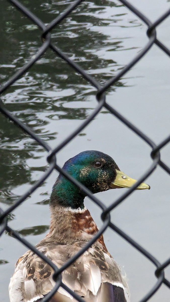 Mallard - Anonymous