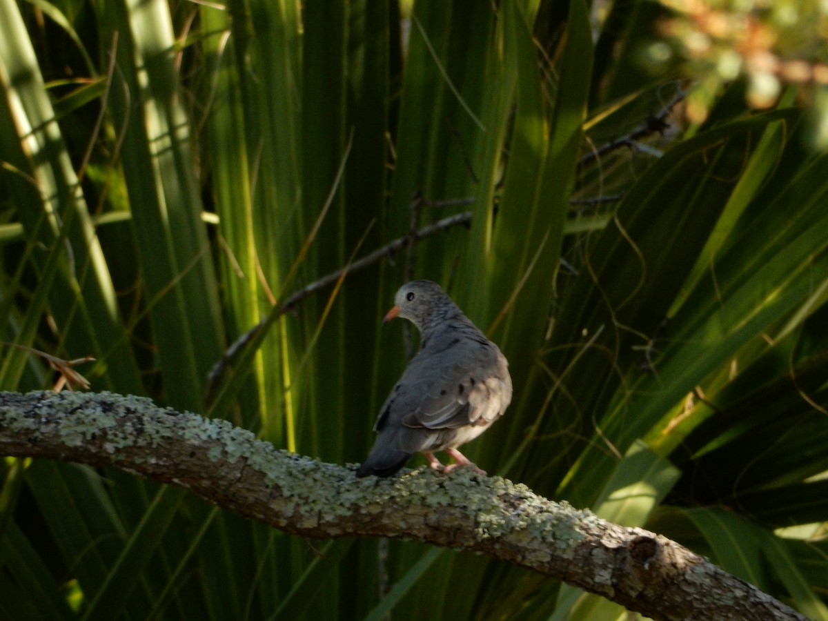 Common Ground Dove - Izzy Belisle