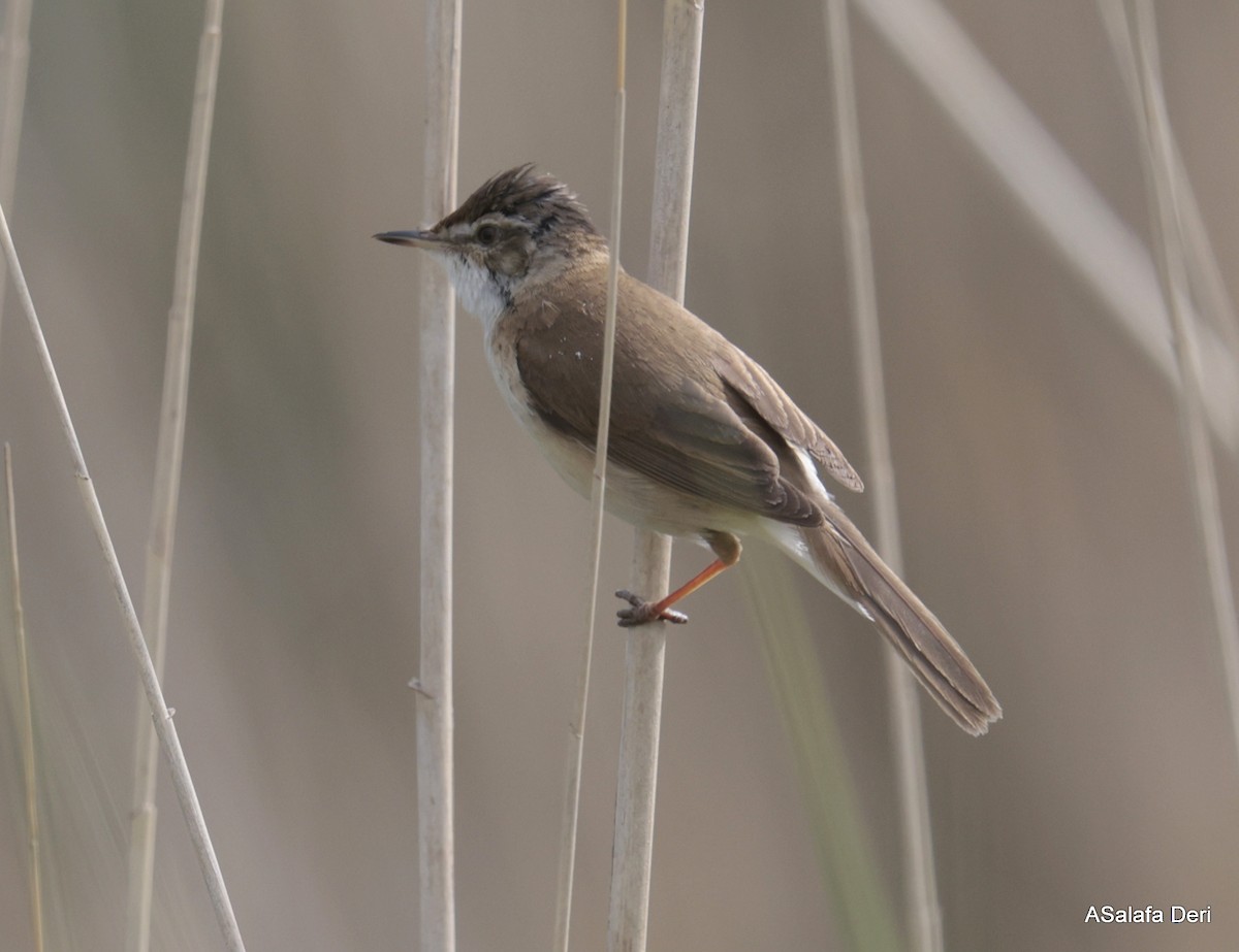 Paddyfield Warbler - Fanis Theofanopoulos (ASalafa Deri)