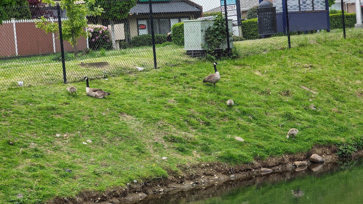 Canada Goose - Anonymous