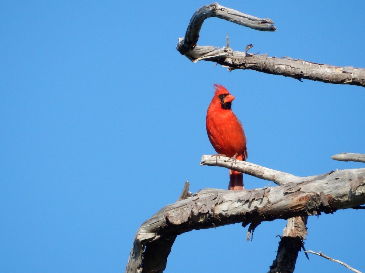 Northern Cardinal - Izzy Belisle